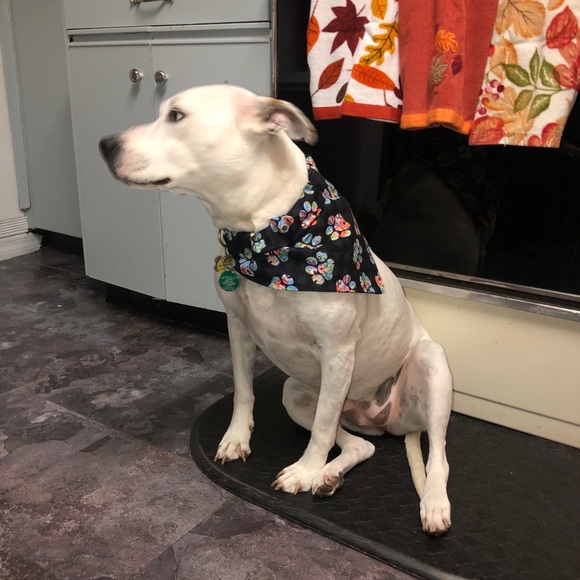 Dog or cat scarfs scarfs for over the collars - Picture 8 of 10